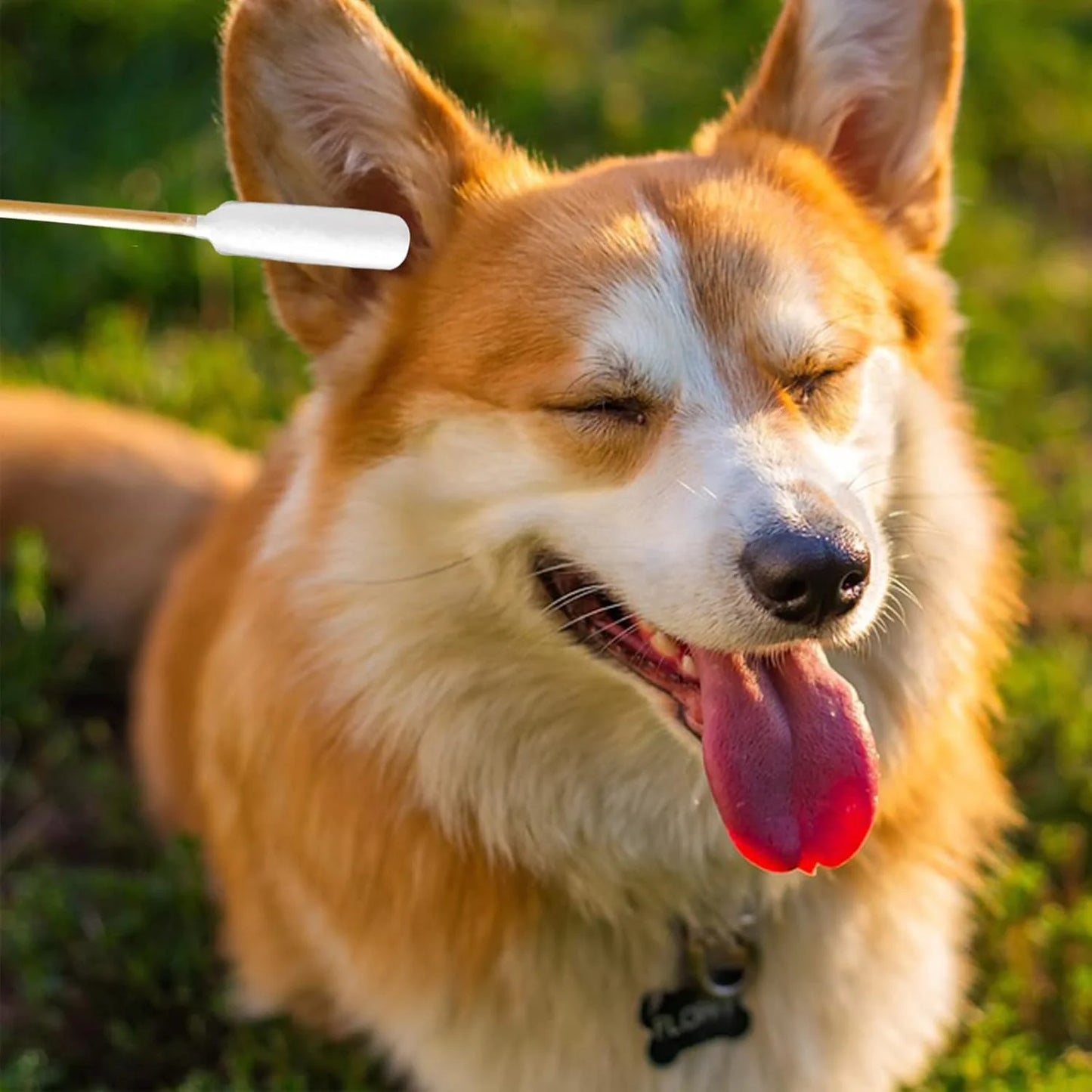 6 Inch Long Cotton Swabs for Dogs ，Cat，Small Pet Ears Cleaning, Pet Cotton Ear Buds Swabs,Ear Cleaning Swabs with Bamboo Handle,Apply for Daily Ear Cleaning Removes Wax, Dirt (200Pcs)