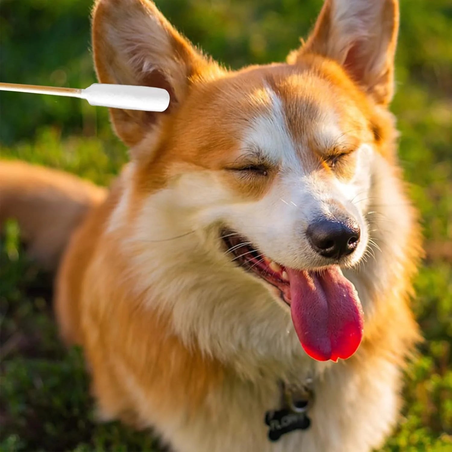 6 Inch Long Cotton Swabs for Dogs ，Cat，Small Pet Ears Cleaning, Pet Cotton Ear Buds Swabs,Ear Cleaning Swabs with Bamboo Handle,Apply for Daily Ear Cleaning Removes Wax, Dirt (200Pcs)